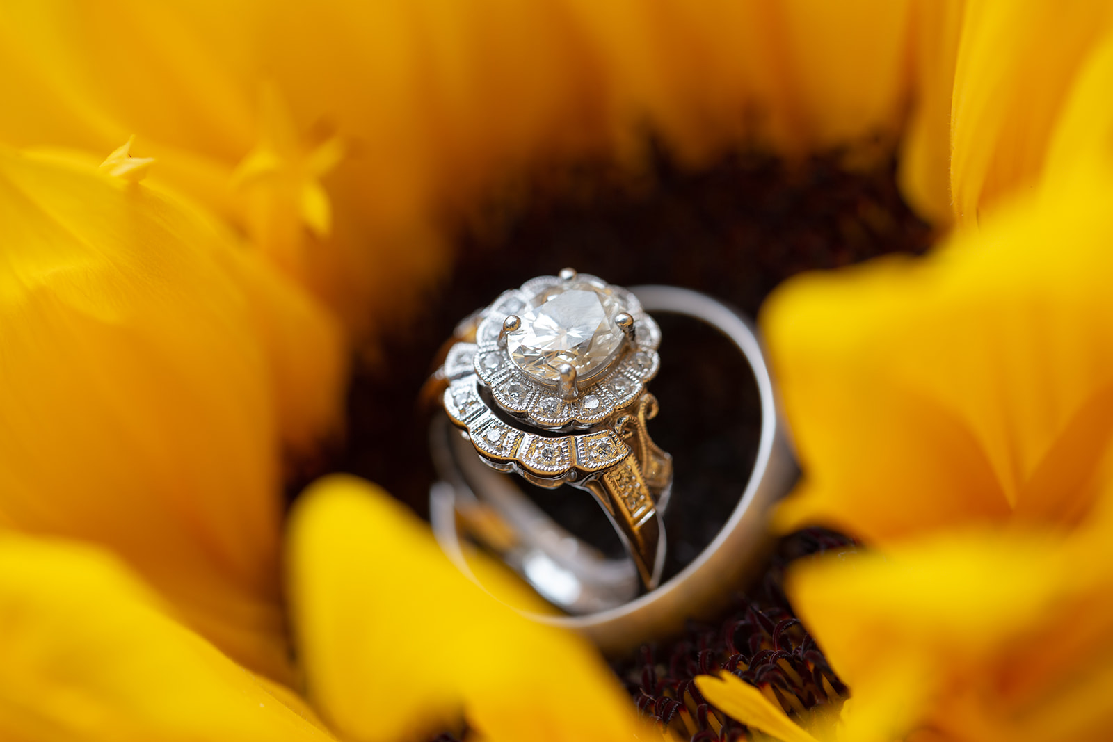 Wedding Rings Sitting on Sunflower